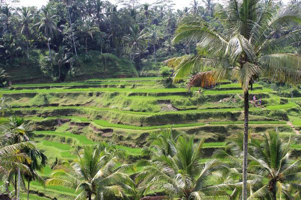 美しい自然！ウブド郊外でゆったり過ごす憧れのバリの休日