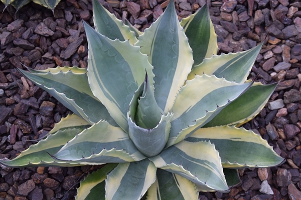 アガベ・オバティフォリア バリエガータ オルカ｜Agave ovatifolia