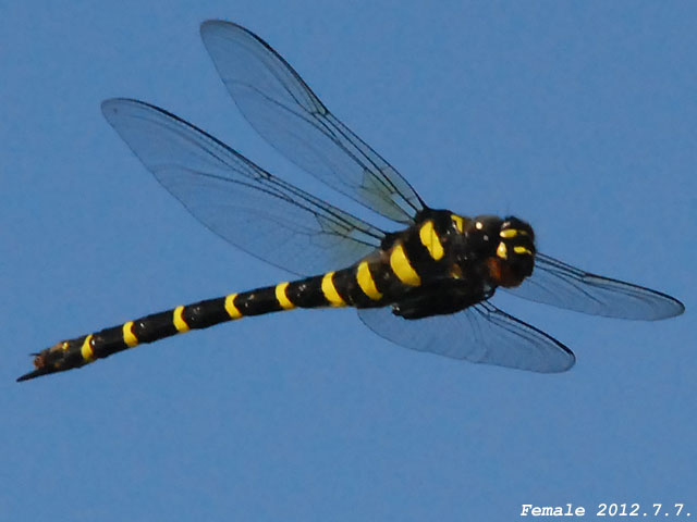 デジタルトンボ図鑑－オニヤンマ