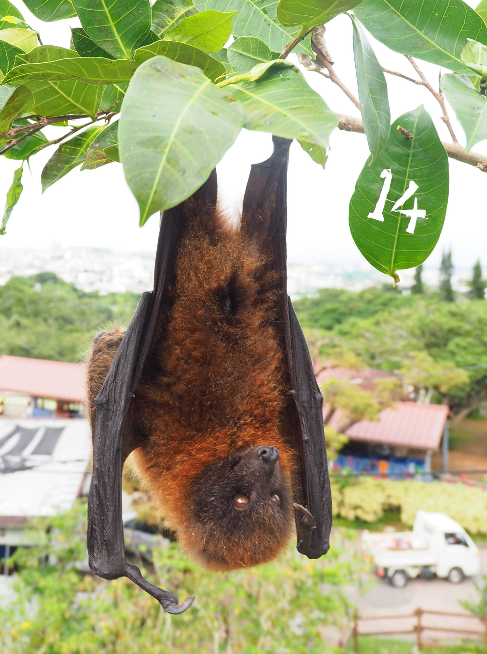 オリイオオコウモリのじゅんの死亡について | 沖縄こどもの国