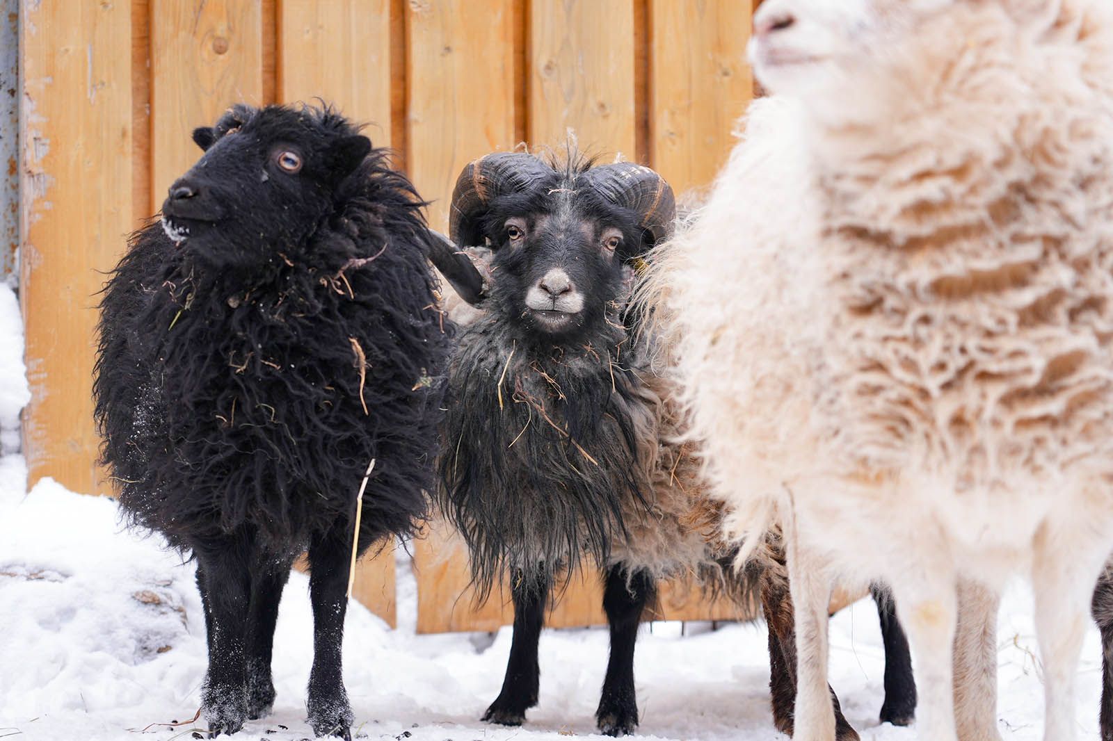Remarkable Ouessant lamb settles at Moscow Zoo / News / Moscow