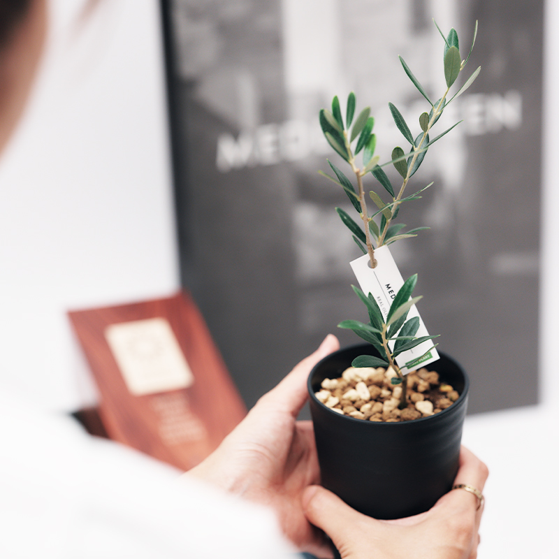 繁栄の象徴シリーズ 」 MAX MATERIA feat MEDEL GREEN ◇バス2P＆