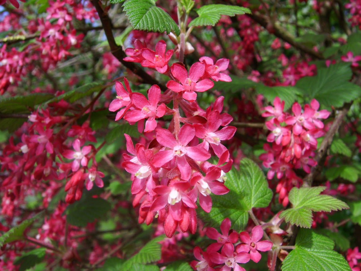 HANTZ Blackcurrant blossom Honey