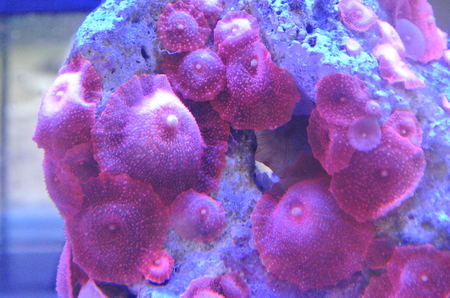 極美レッドディスクコーラル☆単体1枚販売