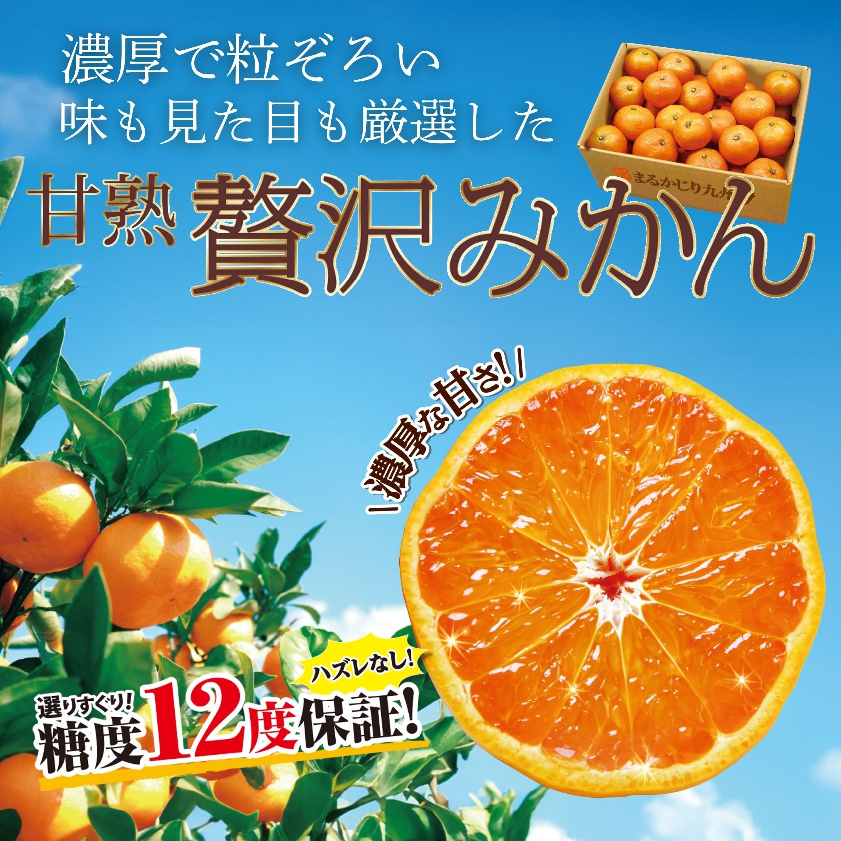 高糖度みかん】濃厚で粒ぞろい、味も見た目も厳選した「甘熟 贅沢