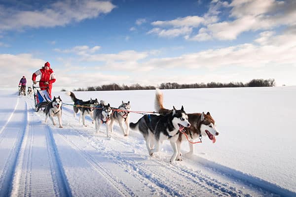 アラスカクルーズでの犬ぞり体験 | NCL旅行ブログ