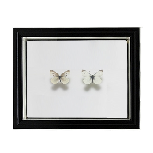 蝶標本 ベニモンカザリシロチョウ ペア モンシロチョウ／ペアセット