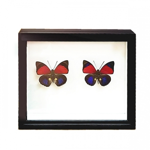 セット標本 , 蝶の標本 販売・通販のNatureShop|モルフォやキプリス