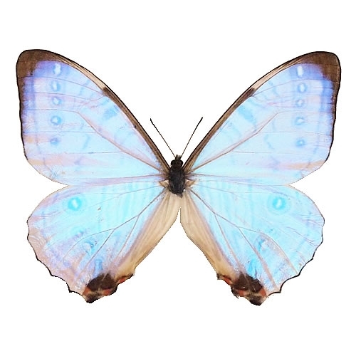 スルコウスキーモルフォ , 蝶の標本 販売・通販のNatureShop|モルフォ