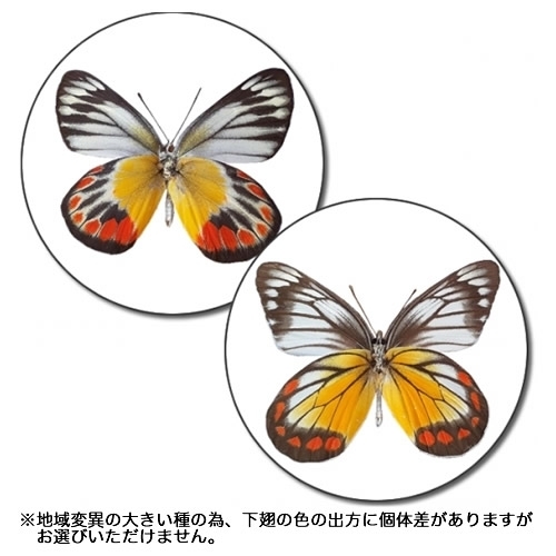 蝶標本 ベニモンカザリシロチョウ ペア モンシロチョウ／ペアセット
