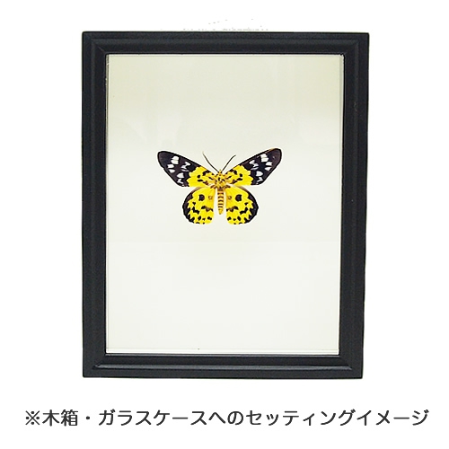 トラシャク(シャクガの仲間) , タグ「new」 , 蝶の標本 販売・通販の