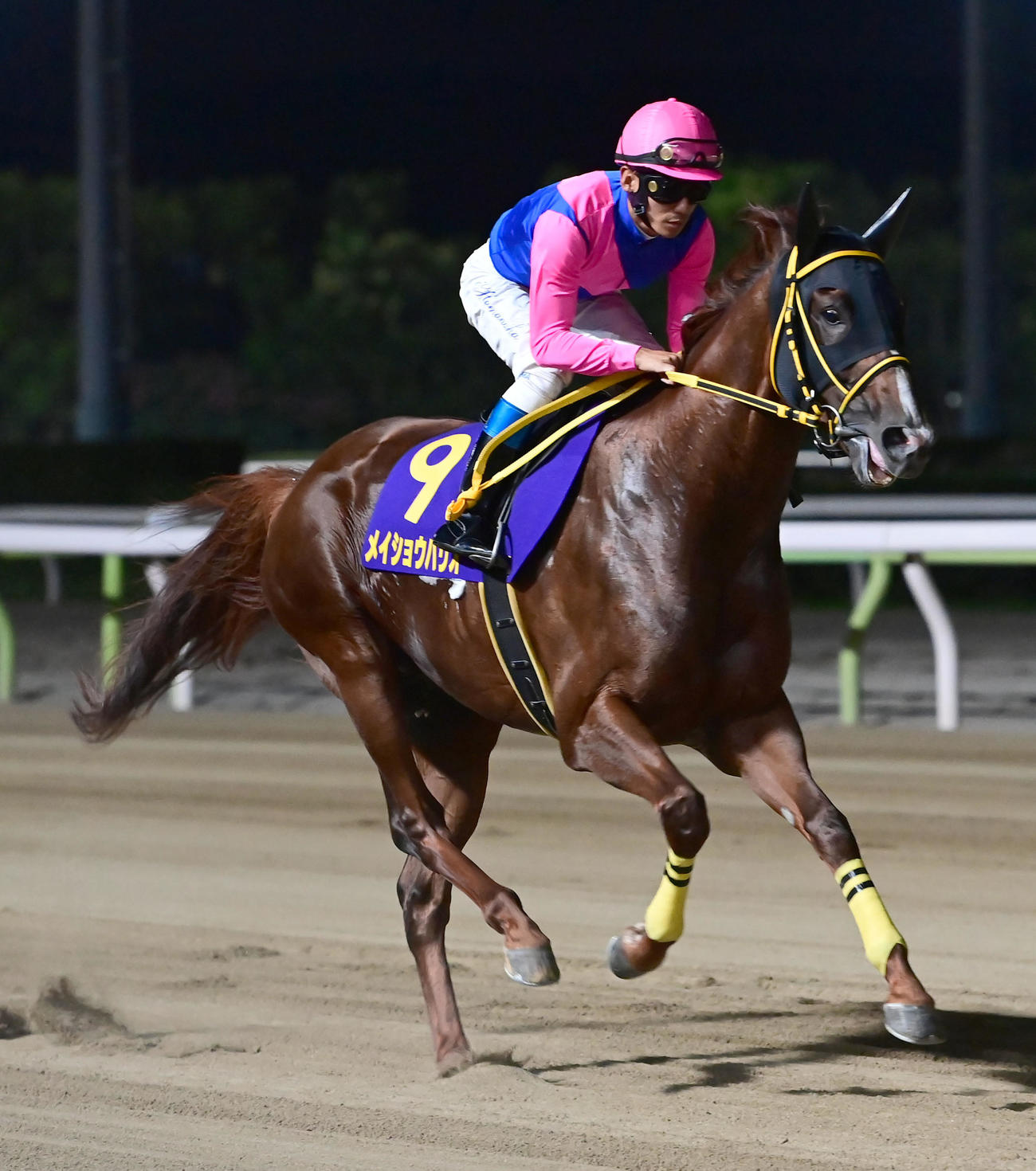 チャンピオンズC4着メイショウハリオ引退し種牡馬入り 岡田師「芝