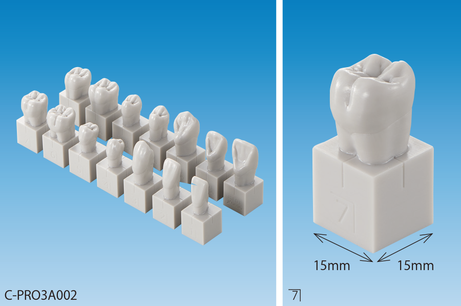 歯型彫刻学習用拡大模型 [C-PRO3A002]｜株式会社ニッシン｜歯科模型
