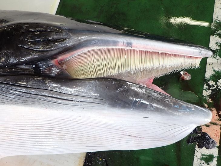 鯨の歯 3本 鯨歯3本セット 鯨歯3本セット Root ZX3 | MORITA