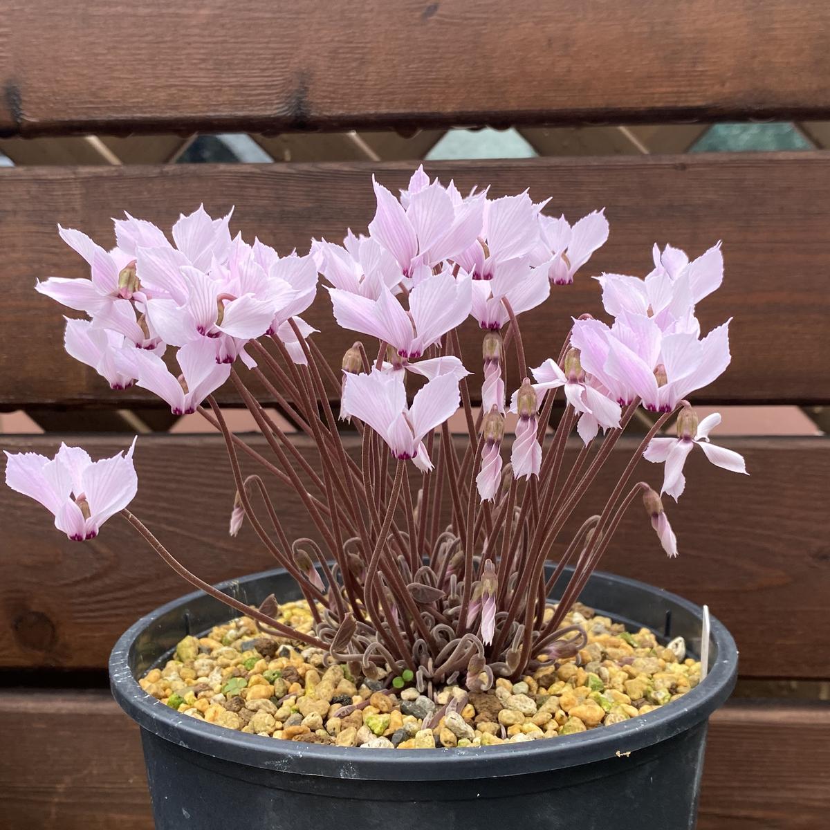 img_cache_a_10991_1_1760833056