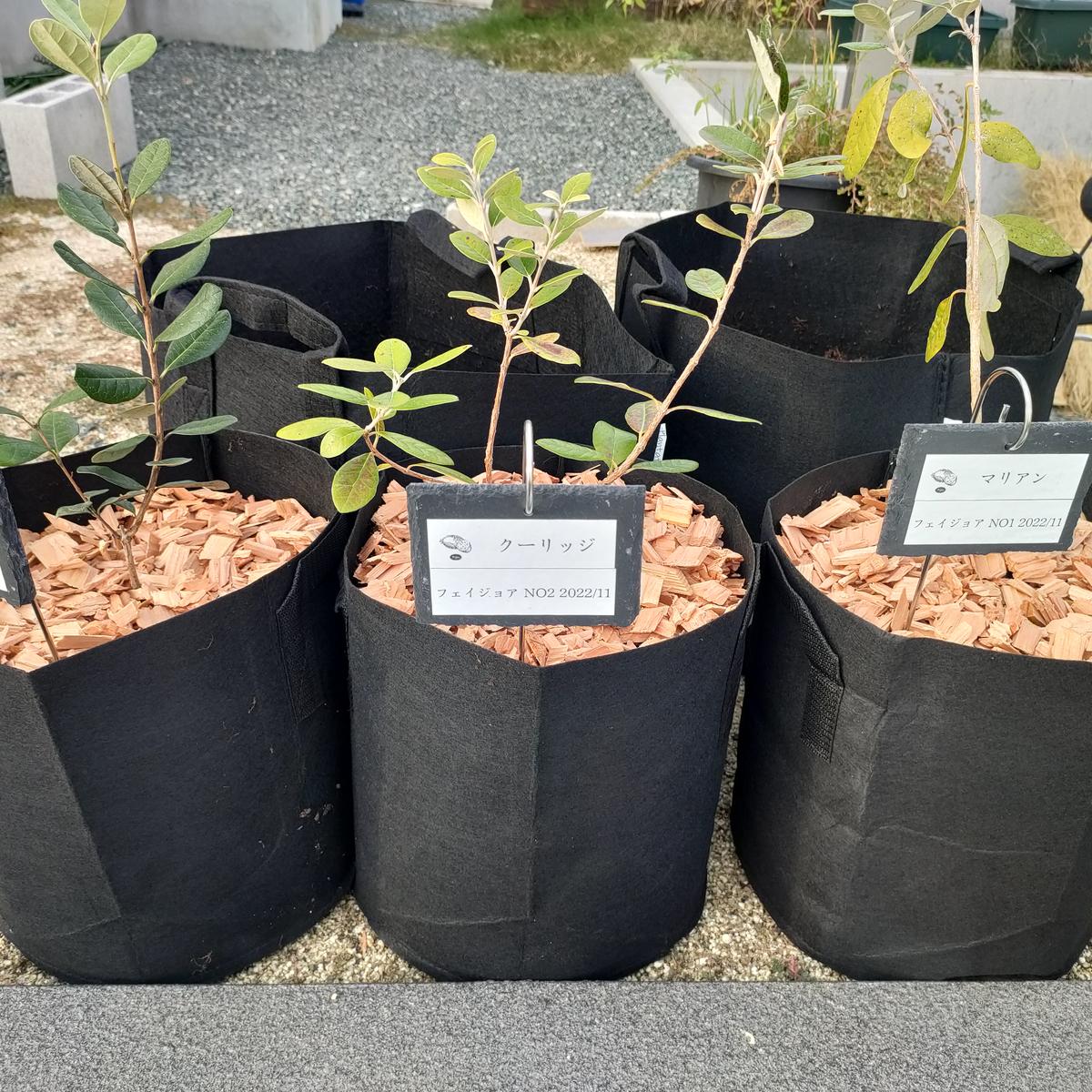 超美形。仕立てフェイジョア1.7M(鉢底から)品番C 超美形。仕立て