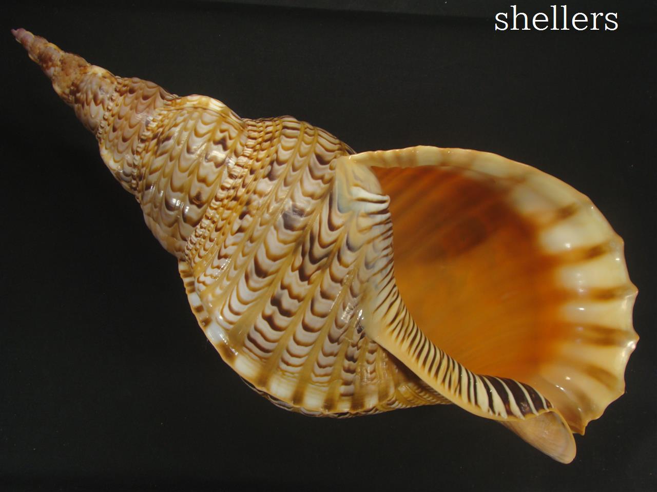 法螺貝 約565g 38cm - Kaiショップ