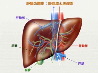 肝臓外科 | 三重大学肝胆膵・移植外科（第1外科）