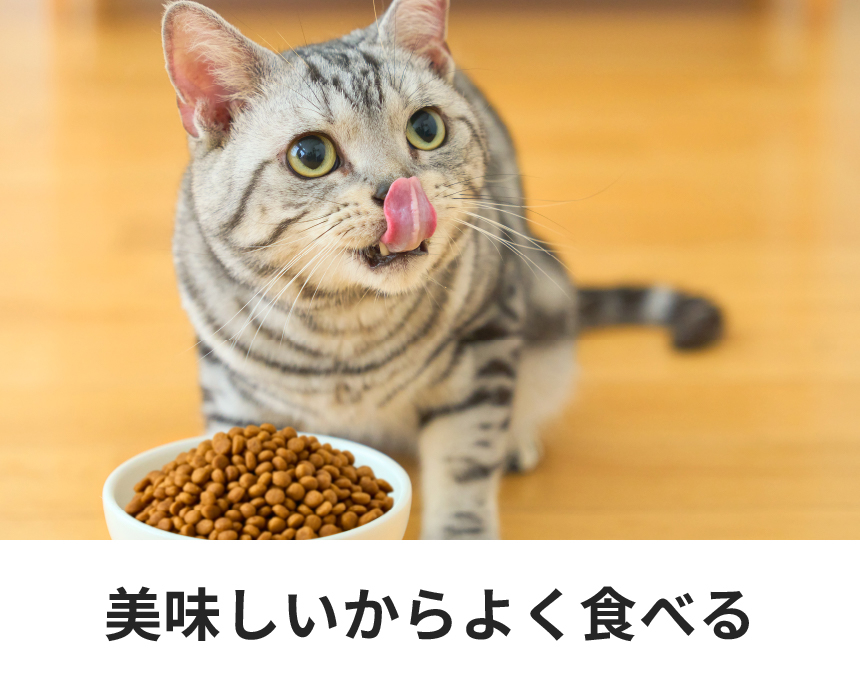 猫用ストルバイトケア ＜フィッシュテイスト＞｜Dr.'s（ドクターズ