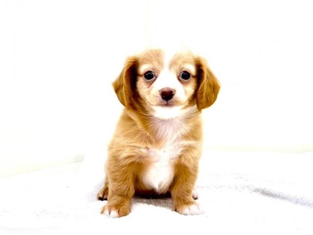 MIXロングコートチワワ×ミニチュアダックスフンド 848 - 子犬や子猫