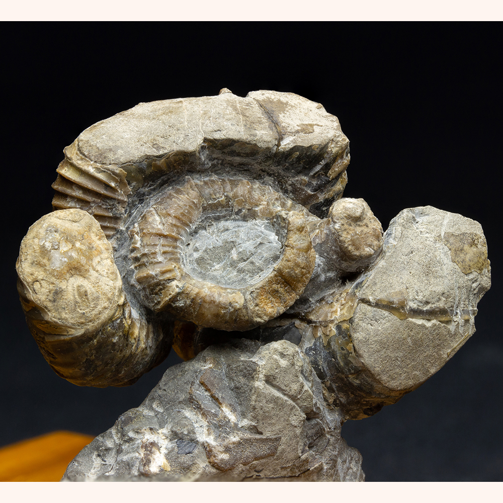 ニッポニテス002｜恐竜・化石グッズの専門店 ふぉっしる