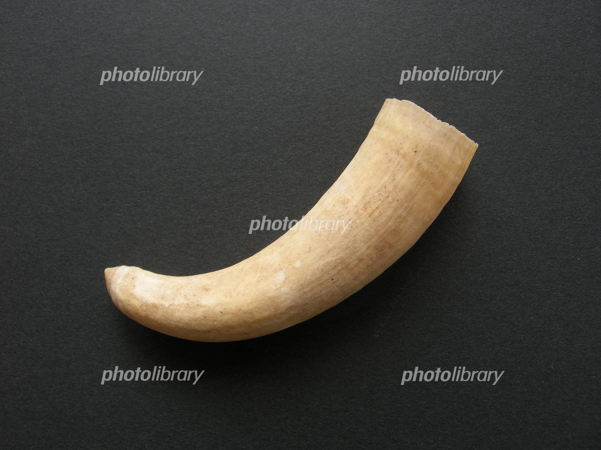 △□マッコウ鯨歯の柄材！4個/338g△□ 2026年最新