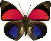 ルリオビタテハ族のページ：リスト1