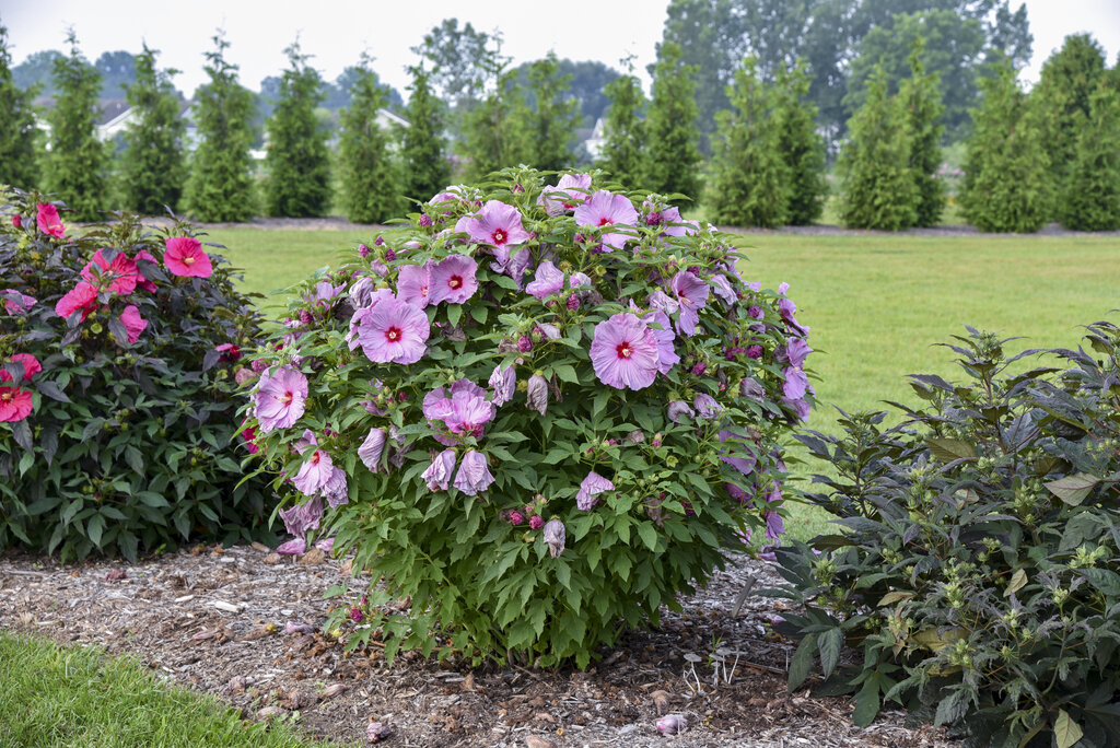 Summerific® 'Lilac Crush' - Rose Mallow - Hibiscus hybrid | Proven