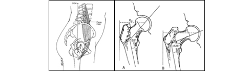 オーチスのキネシオロジー・原著第2版