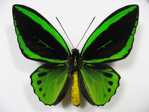 ミドリメガネトリバネアゲハ Ornithoptera priamus ～ 蝶の標本 麗蝶 ～
