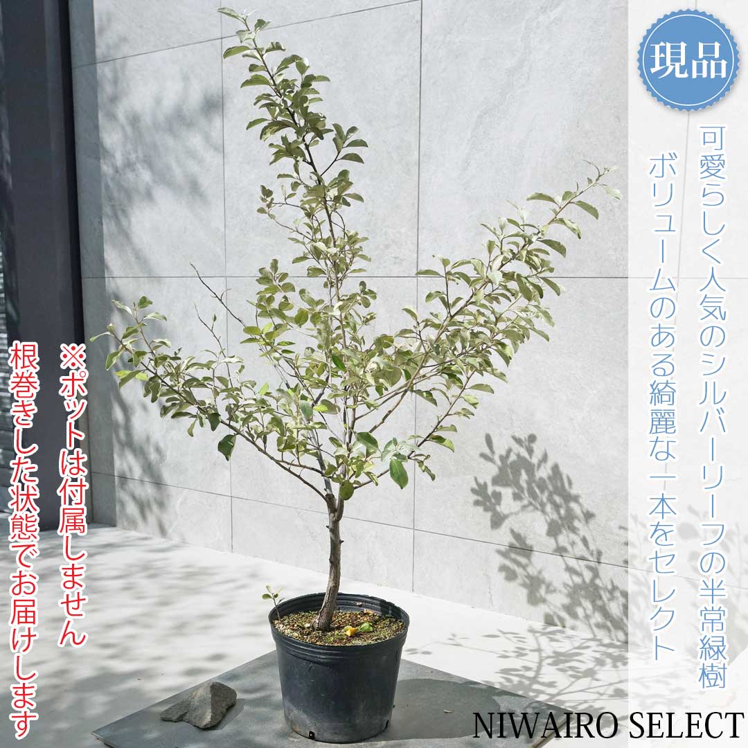 楽天市場】【シマグミ】シルバーリーフ 自然風樹形 樹高H≒95 × 枝張W