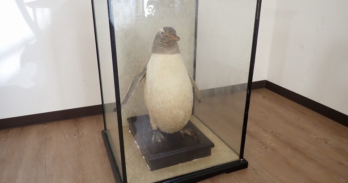 ペンギン 剥製 高さ43cm ガラスケースあり 標本