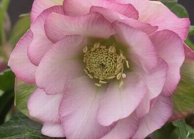 クリスマスローズ ダブル（八重） 苗 販売 ＞ クリスマスローズ ダブル