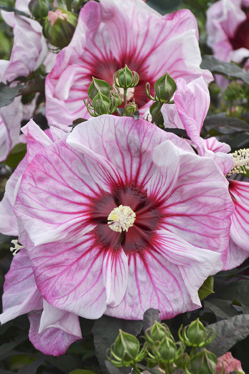 Buy Summerific Cherry Choco Latte Hardy Hibiscus | FREE SHIPPING