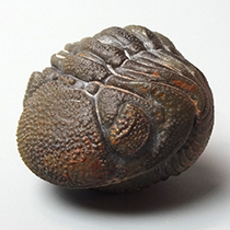 三葉虫（Phacops）｜化石販売・鉱物販売の東京サイエンス