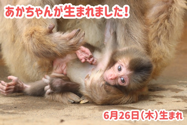 赤ちゃんが生まれました！（2025年） | 高尾山さる園ブログ