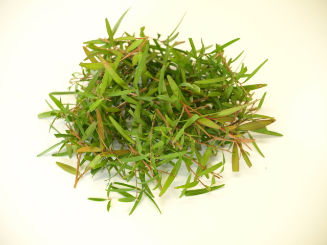 herbique（ハービック）蒸留用ハーブ レモンティーツリー1パック 香り