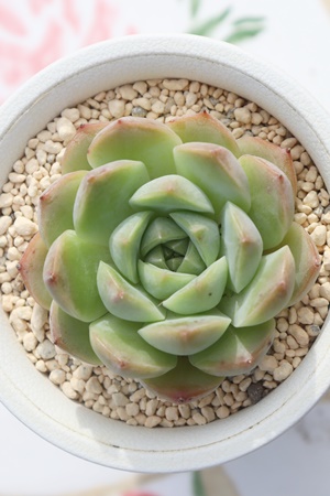 多肉植物のおすすめ販売,サボテンの激安販売,多肉植物の販売,多肉の