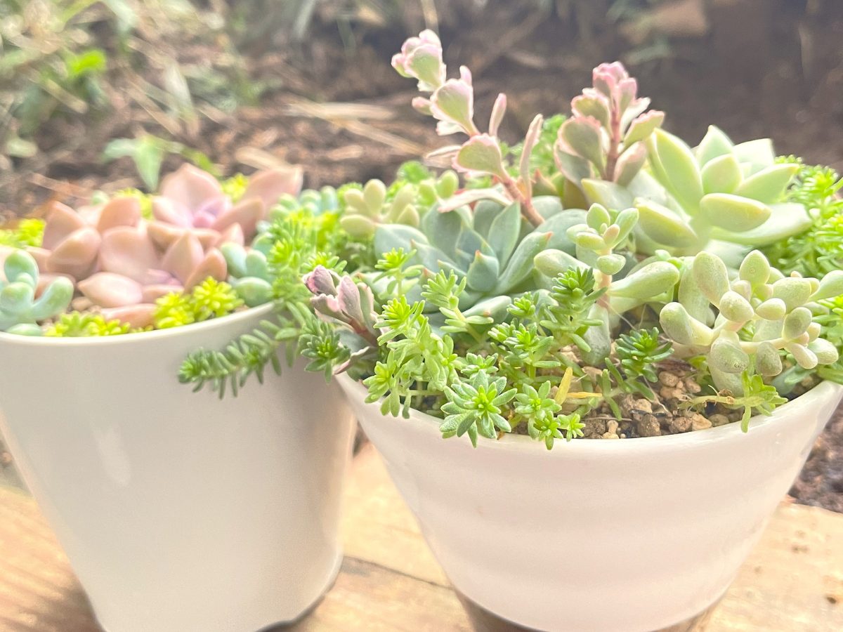 11月23日(土) 多肉植物寄せ植え体験・直売会を開催。栽培初心者の方に