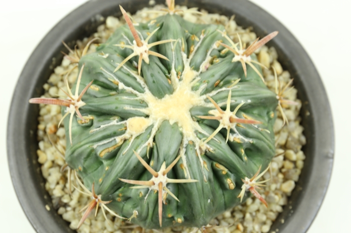 狂刺綾波モンスト 実生 A2986☆ホマロケファラ 綾波 サボテン☆「送料