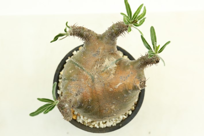 グラキリス 輸入球 A3266☆パキポディウム 塊根植物 コーデックス 多肉