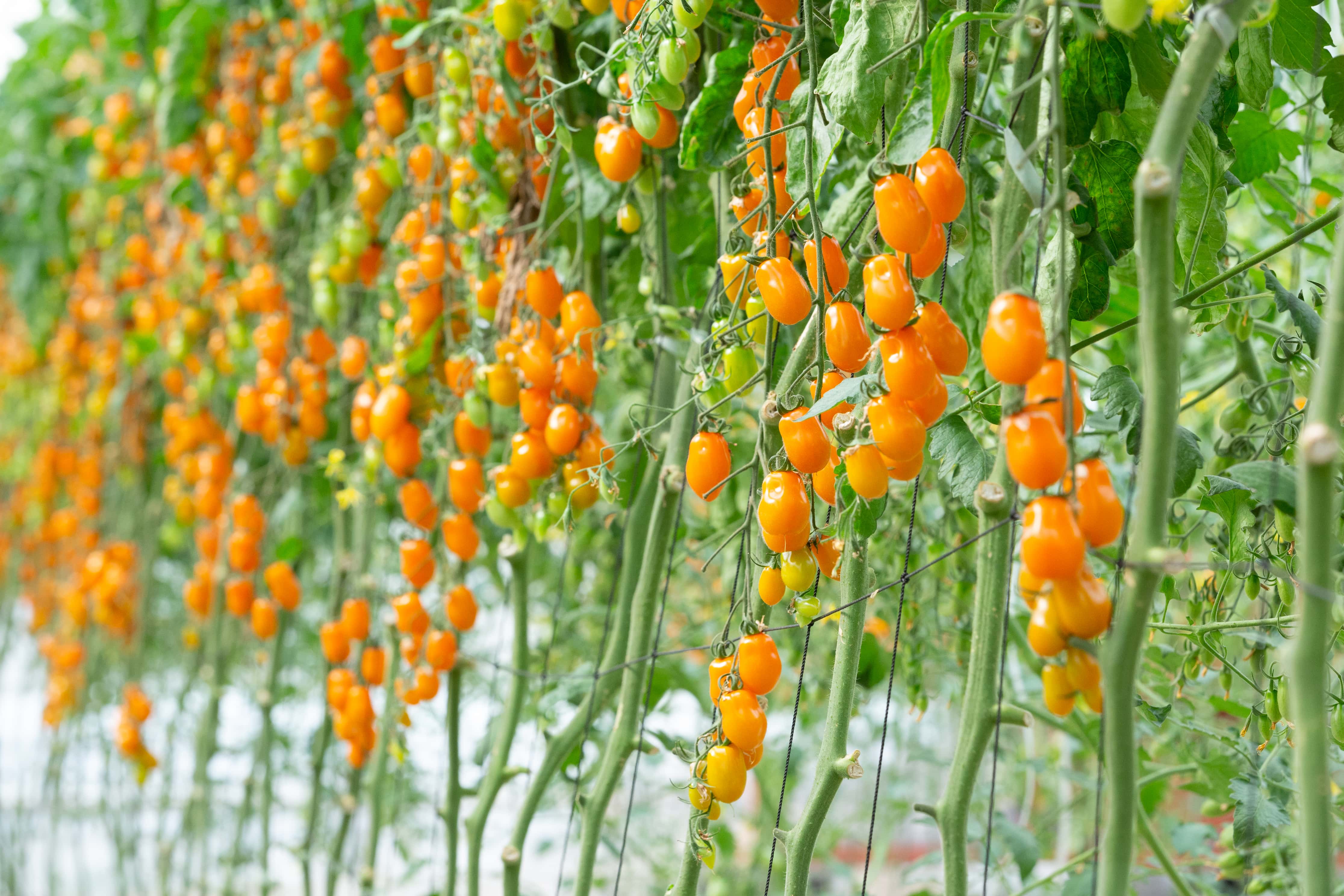 トマト本来の美味さを備えた桃太郎ネクストをお届け｜吉澤農園