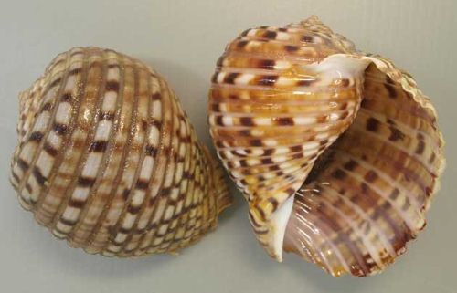 ヤツシロガイ | 軟体 | 市場魚貝類図鑑