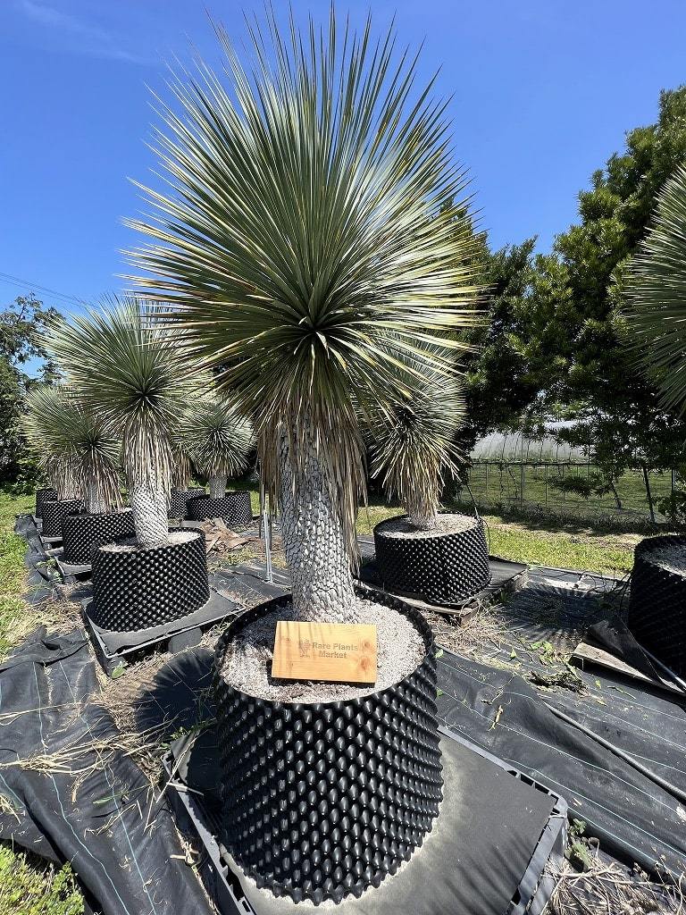 ユッカ ロストラータ【24-611】超超美形 シルバーブルー 株極太 ユッカ