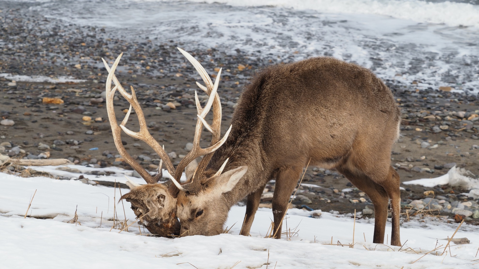 鹿の角(エゾシカ) 鹿の角(エゾシカ) 公式通販