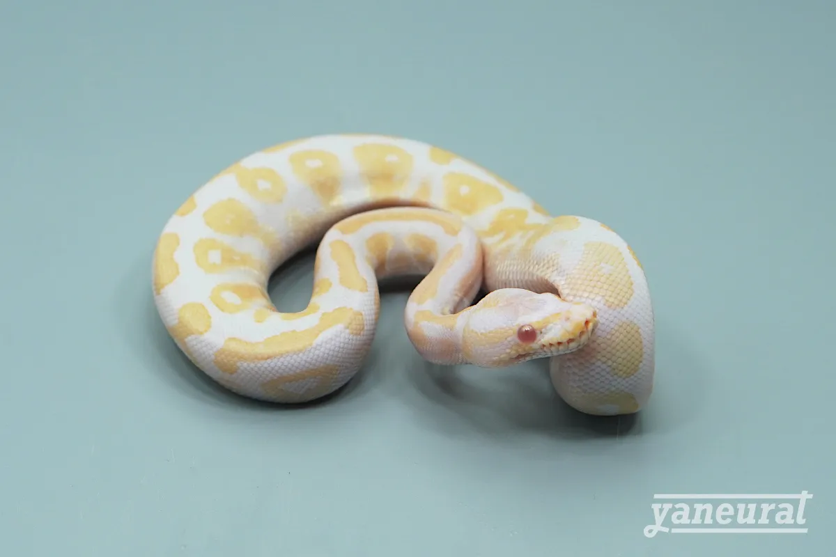 S08301】ボールパイソン ブラックパステルアルビノhetパイ ￥sold out