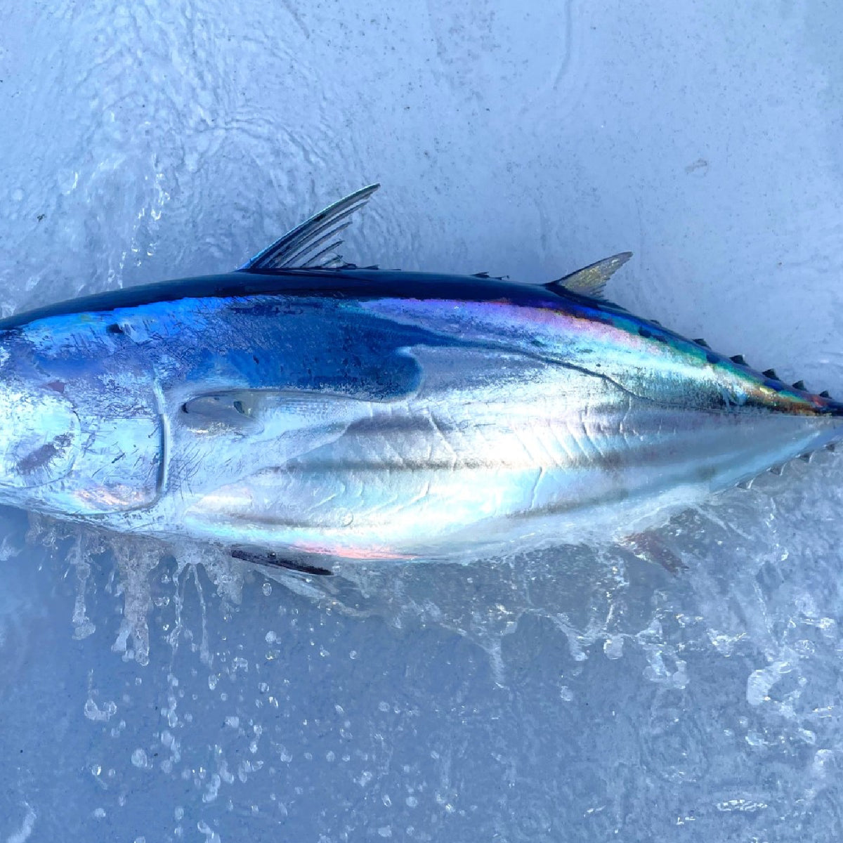 コバルトブルーに輝く本当のかつおの姿