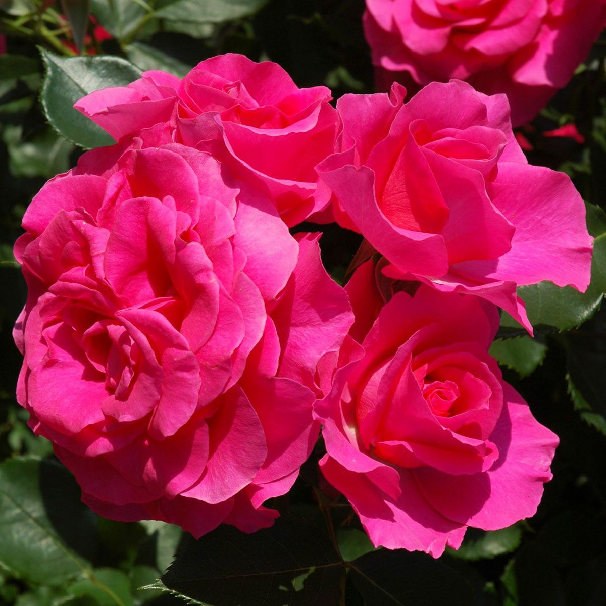 予約苗 バラ苗 【ローズうらら】 (新苗) フロリバンダ 四季咲き 中輪