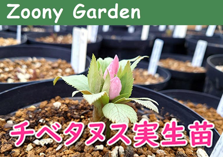 終了】チベタヌス実生苗を注文受付中！Zoony Garden ズーニィ
