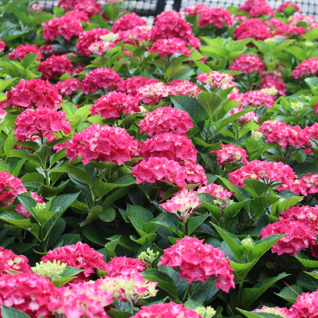 Wee Bit Giddy® Hydrangea for Sale | Dwarf Mophead Blooms